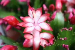 Bloeiende Planten|Ecocheques|ohgreen Schlumbergera rood ( Lidcactus )