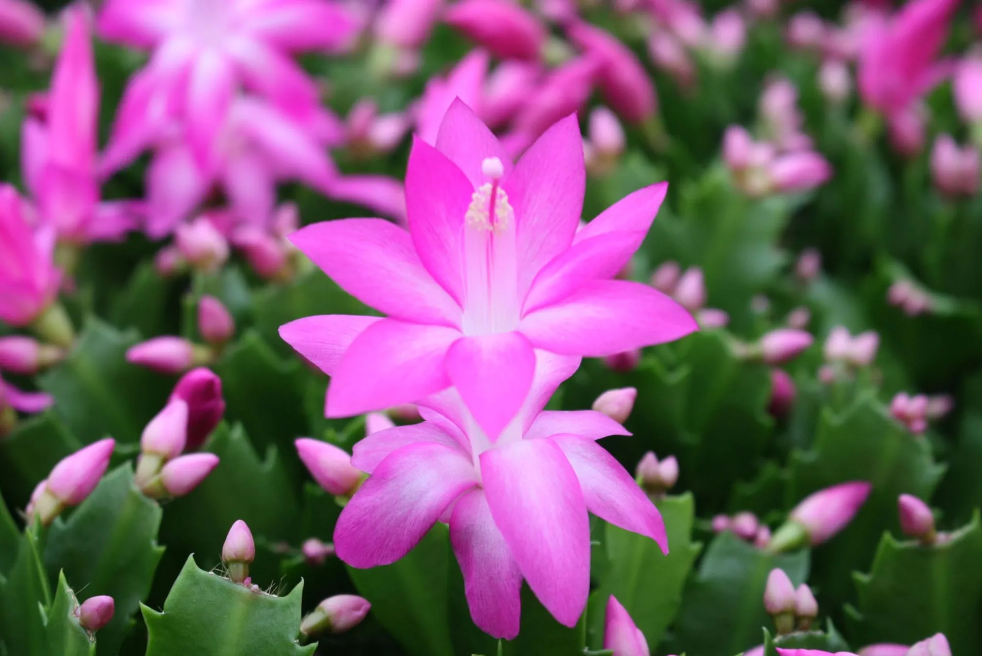Bloeiende Planten|Ecocheques|ohgreen Schlumbergera roze ( Lidcactus )