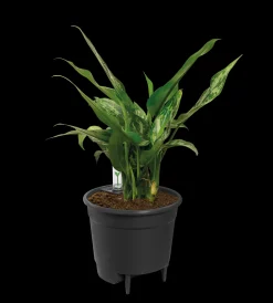 Bewatering|Ecocheques|ohgreen SELF-WATERING INSERT 44CM LIVING BLACK