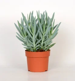 Cactus - Succulent - Sanseveria|Ecocheques|ohgreen Senecio Mount Everest ( Senecio Ficoides )
