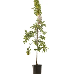 Fruitbomen|Ecocheques|ohgreen Sierappel malus evereste laagstam