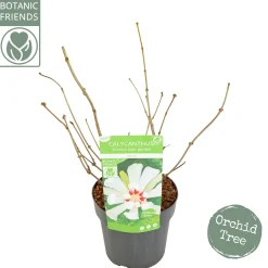 Struiken|Ecocheques|ohgreen Sinocalycanthus chinensis Venus