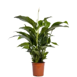 Ecocheques|Bloeiende Planten|ohgreen Spathiphyllum Sweet Lauretta (Lepelplant of Vredeslelie)