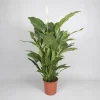 Ecocheques|Bloeiende Planten|ohgreen Spathiphyllum 'sweet sebastiano' (lepelplant)