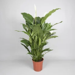 Ecocheques|Bloeiende Planten|ohgreen Spathiphyllum 'sweet sebastiano' (lepelplant)