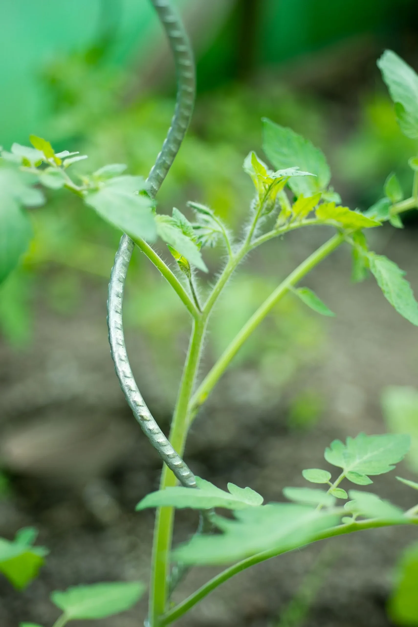 Bind En Steun|Ecocheques|ohgreen Spiraalvormige plantensteun