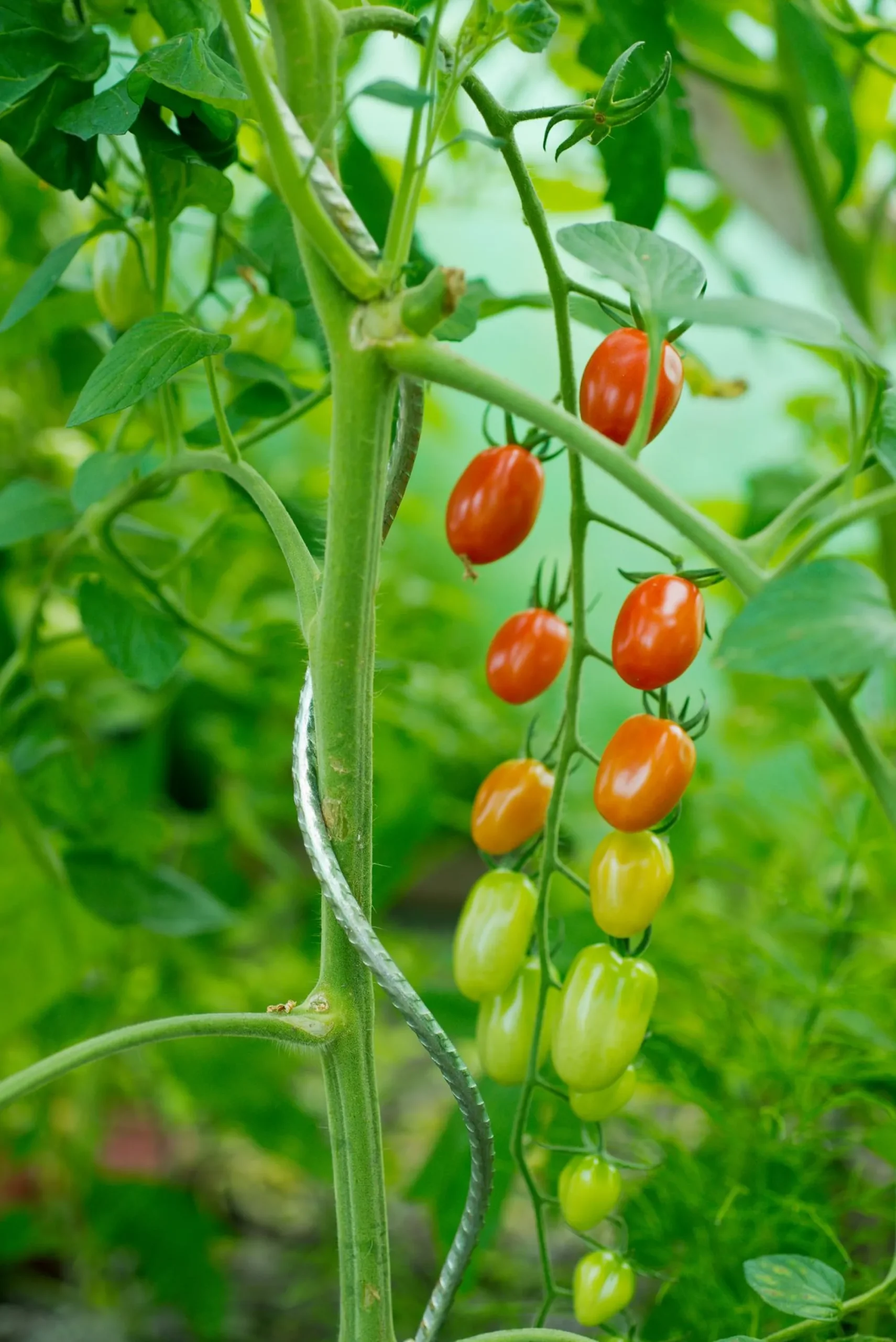 Bind En Steun|Ecocheques|ohgreen Spiraalvormige plantensteun
