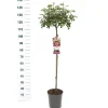 Struiken|Ecocheques|ohgreen Stamroos Rosa 'Bonita' Renaissance