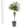Struiken|Ecocheques|ohgreen Stamroos Rosa 'Red Leonardo da Vinci'