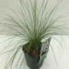 Vaste Planten|Ecocheques|ohgreen Stipa tenuissima Ponytails