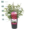 Struiken|Ecocheques|ohgreen Struikroos Rosa 'Madame Anisette'