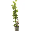 Fruitbomen|Ecocheques|ohgreen Tayberry 150 cm - kruising braam-framboos