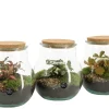 Composities En Terrariums|Ecocheques|ohgreen Terrarium arrangement