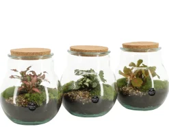 Composities En Terrariums|Ecocheques|ohgreen Terrarium arrangement