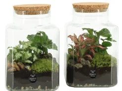 Composities En Terrariums|Ecocheques|ohgreen Terrarium arrangement