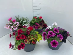 Voorjaar|Ecocheques|ohgreen Terrasplanten