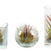 Groene Planten|Ecocheques|ohgreen Tillandsia glas mix (luchtplantje)