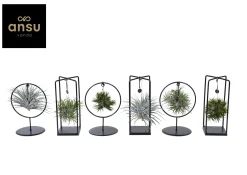 Groene Planten|Ecocheques|ohgreen Tillandsia mix s