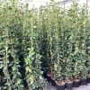 Klimplanten|Ecocheques|ohgreen Trachelospermum jasminoides ( Sterjasmijn )