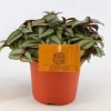 Groene Planten|Ecocheques|ohgreen Tradescantia zebrina Compacta