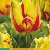 Bloembollen|Ecocheques|ohgreen Tulp texas flame 7st