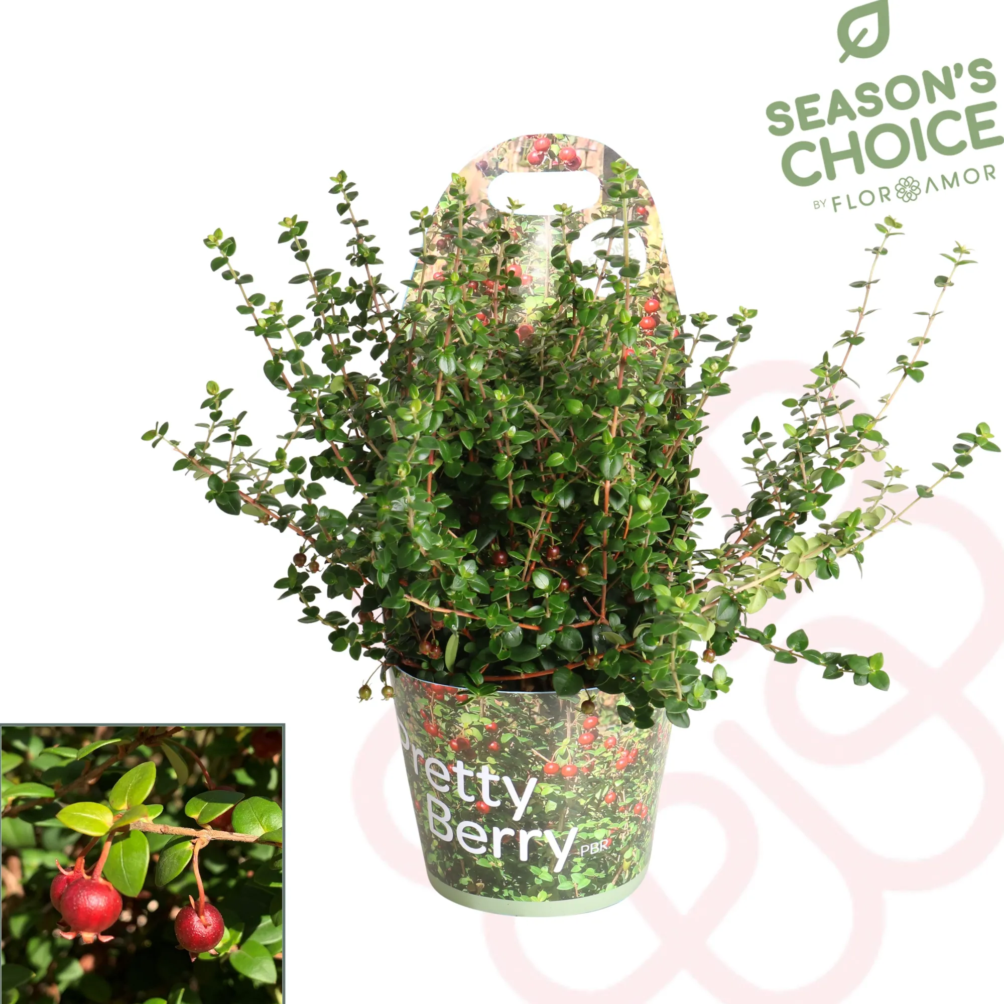 Struiken|Ecocheques|ohgreen Ugni molinae ( Chileense Guava )