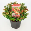Struiken|Ecocheques|ohgreen Vaccinium vitis idaea ' red candy' - rode bosbes, vossenbes, hondsbes
