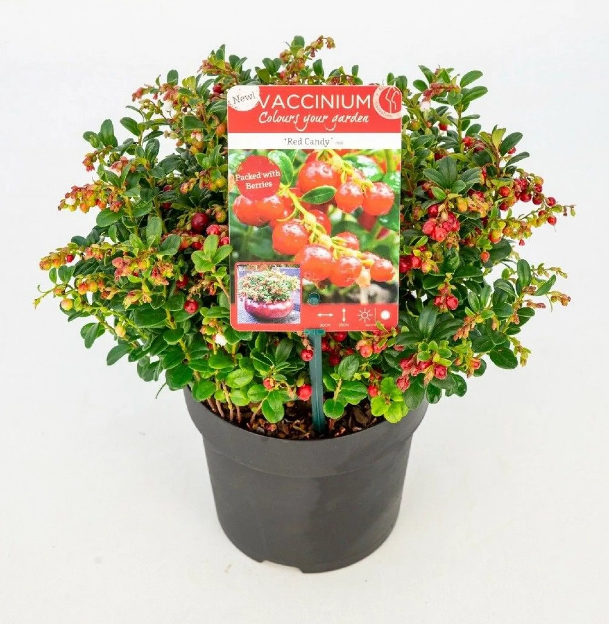 Struiken|Ecocheques|ohgreen Vaccinium vitis idaea ' red candy' - rode bosbes, vossenbes, hondsbes