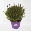Lavendel|Ecocheques|ohgreen Vlinder lavendel p14
