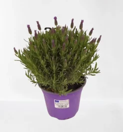 Lavendel|Ecocheques|ohgreen Vlinder lavendel p14