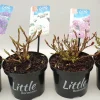 Struiken|Ecocheques|ohgreen Witte hortensia p17