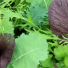 Zaden|Ecocheques|ohgreen Zaden: asiasla mesclun