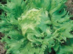 Zaden|Ecocheques|ohgreen Zaden: bataviasla reine des glaces