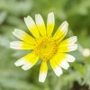 Zaden|Ecocheques|ohgreen Zaden: chrysant eetbaar shungiku