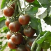 Zaden|Ecocheques|ohgreen Zaden: kerstomaat black cherry