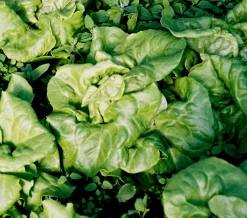 Zaden|Ecocheques|ohgreen Zaden: kropsla (4 seizoenen-) appia