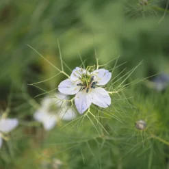 Zaden|Ecocheques|ohgreen Zaden: nigelle aromatisch