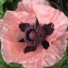 Zaden|Ecocheques|ohgreen Zaden: papaver enkele roze