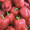 Zaden|Ecocheques|ohgreen Zaden: paprika yolo wonder
