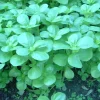 Zaden|Ecocheques|ohgreen Zaden: postelein -zomer groen