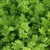 Zaden|Ecocheques|ohgreen Zaden: snijselderij 'gewone snij'