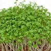 Zaden|Ecocheques|ohgreen Zaden: tuinkers alénois
