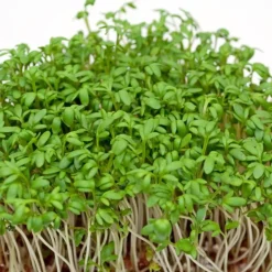 Zaden|Ecocheques|ohgreen Zaden: tuinkers alénois