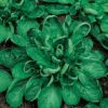 Zaden|Ecocheques|ohgreen Zaden: veldsla coquille de louviers