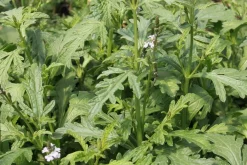 Zaden|Ecocheques|ohgreen Zaden: verbena officinalis