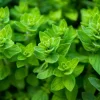 Zaden|Ecocheques|ohgreen Zaden: wilde marjolein