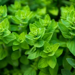 Zaden|Ecocheques|ohgreen Zaden: wilde marjolein