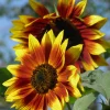 Zaden|Ecocheques|ohgreen Zaden: zonnebloem herfst kleuren