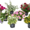 Voorjaar|Ecocheques|ohgreen Zomerbloeier 10.5 cm